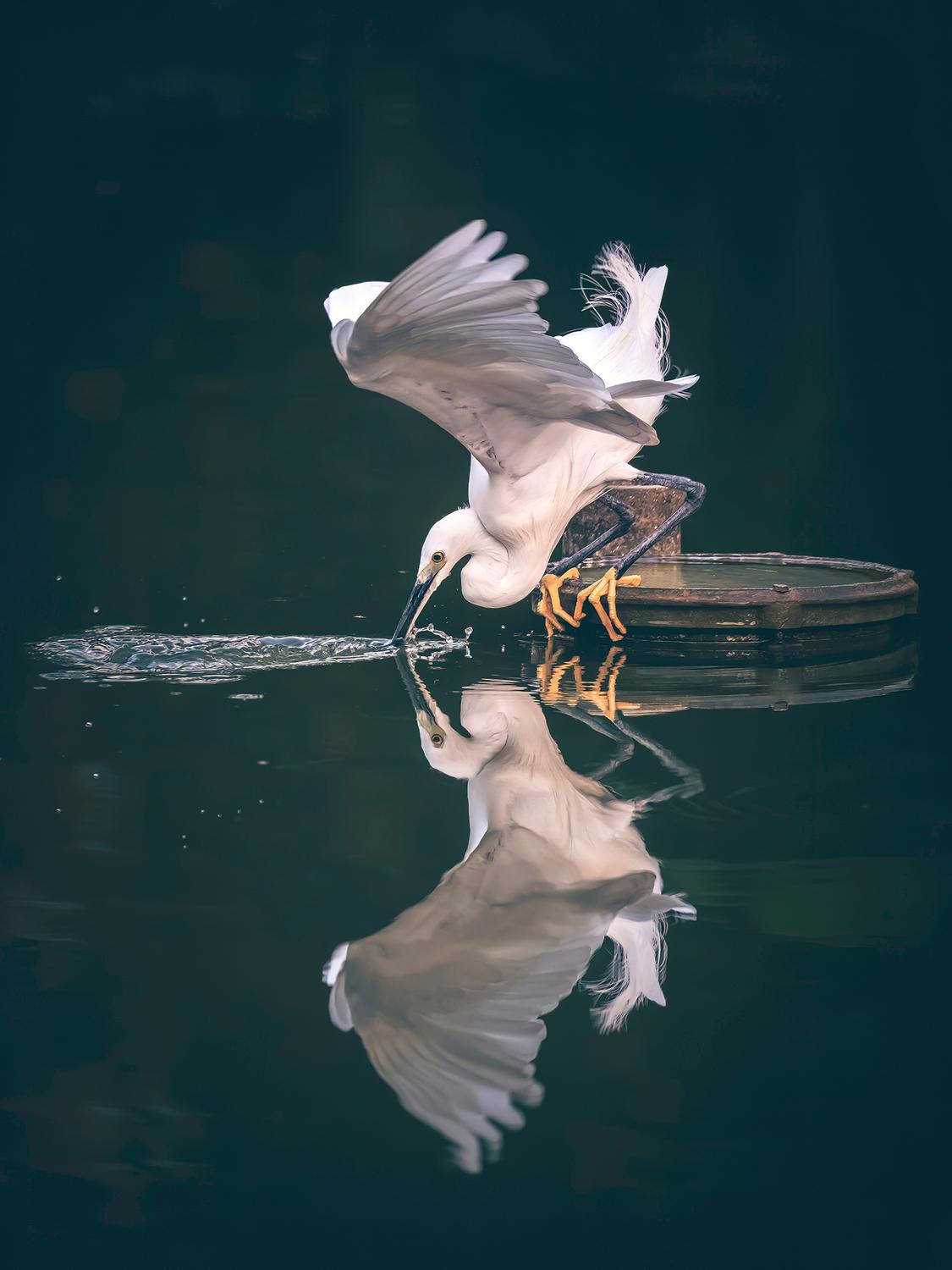 Un héron blanc se tient sur une plate-forme en bois au-dessus d'une eau calme, plongeant son bec pour attraper une proie, les ailes partiellement déployées. L'oiseau et son reflet sont visibles dans l'eau, créant une scène symétrique dans un environnement faiblement éclairé. Ce moment serein est parfaitement capturé dans "La révérence de l'aigrette" (Thaïlande) de Fine Art Shots.