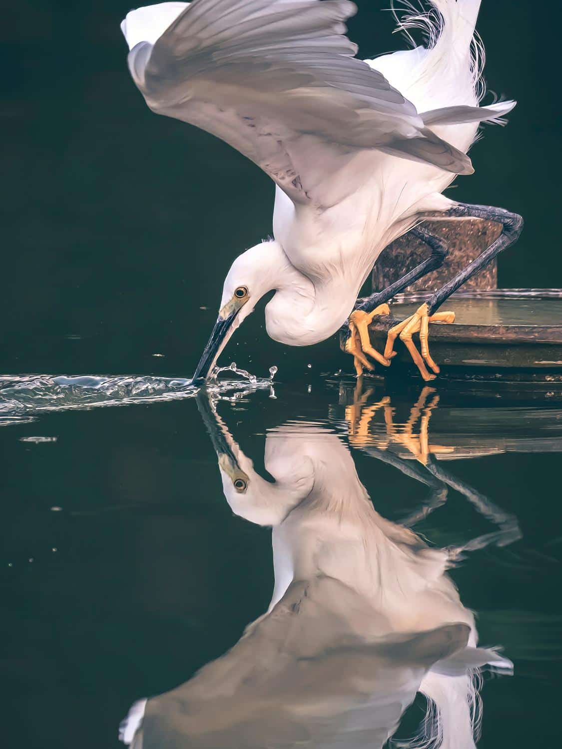 Un oiseau blanc au plumage élégant se penche pour toucher la surface de l'eau avec son bec, créant ainsi des ondulations. L'eau calme reflète parfaitement l'oiseau, mettant en valeur ses caractéristiques détaillées sur un fond sombre. "La révérence de l'aigrette" (Thaïlande) de Fine Art Shots capture magnifiquement ce moment serein.