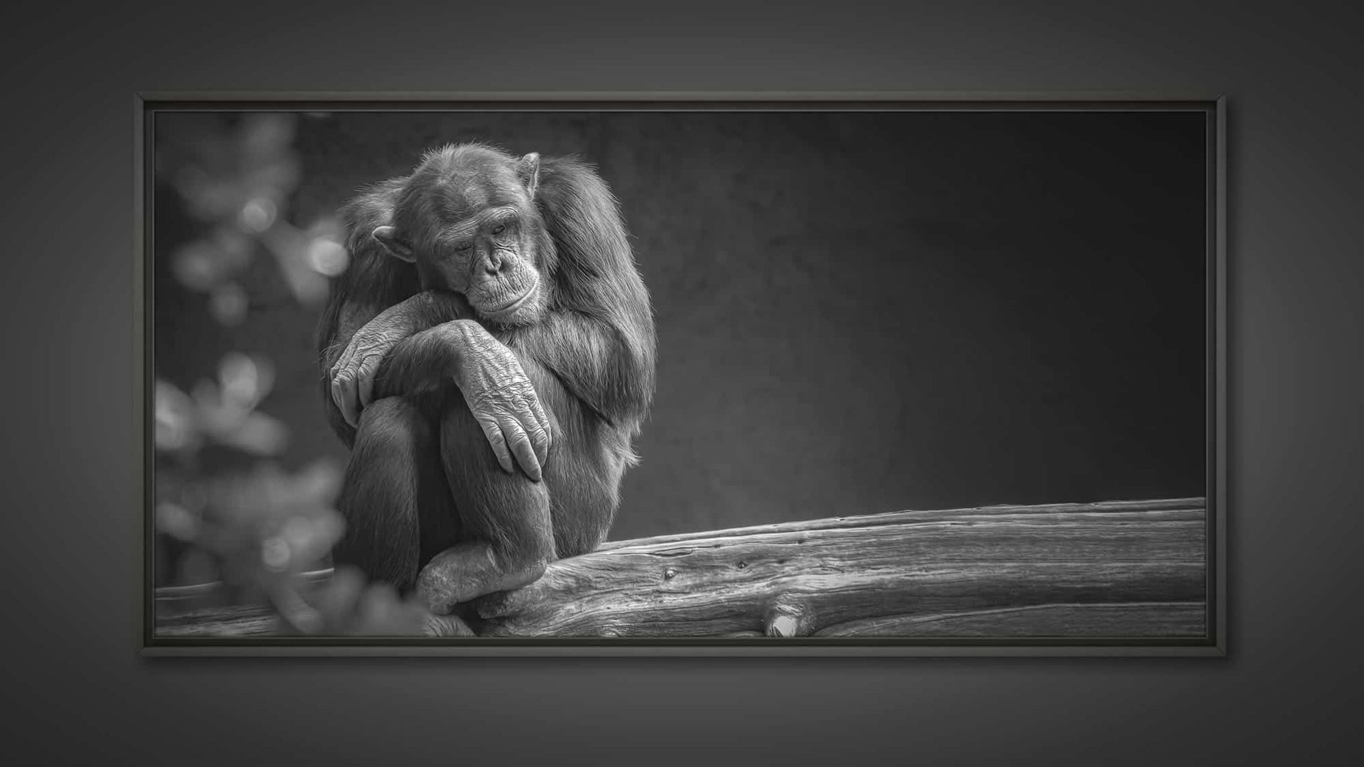 Le tirage photo de singe noir et blanc encadré **Fine Art Shots** "**Mélancolie**" (Belgique) capture un chimpanzé contemplatif assis sur une bûche, les bras croisés et la tête posée dessus. L'arrière-plan sombre et flou garantit que l'accent reste mis sur l'expression réfléchie du chimpanzé.