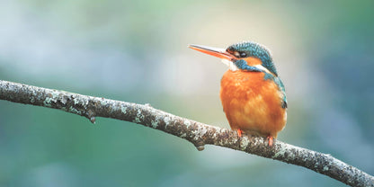 Un martin-pêcheur vibrant au plumage bleu vif et orange est perché sur une fine branche couverte de lichen. L'arrière-plan est légèrement flou dans des tons de vert et de bleu, soulignant les couleurs vives et le bec pointu de l'oiseau, capturant la beauté de la nature dans "Le repos du martin-pêcheur" (Belgique) de Fine Art Shots.