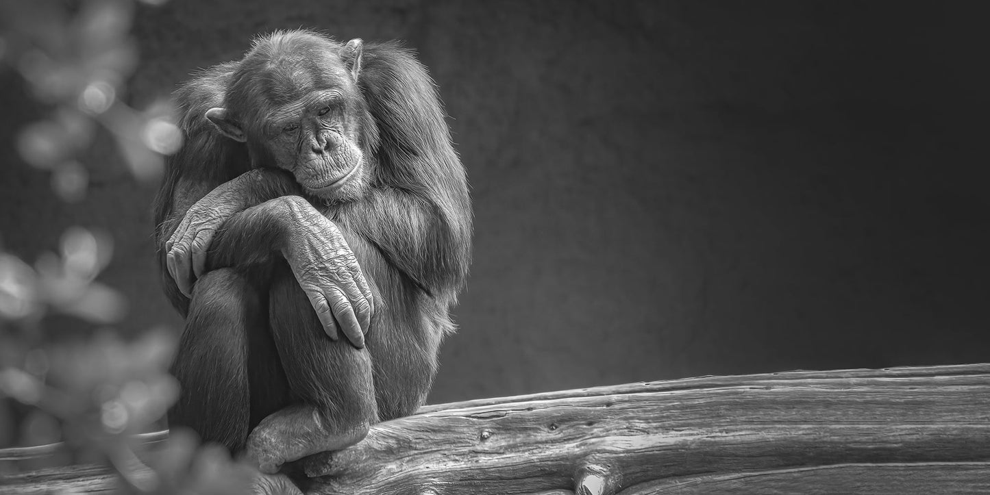 Un tirage photo en noir et blanc intitulé "Mélancolie" (Belgique) par Fine Art Shots représente un chimpanzé assis sur une branche d'arbre, les bras croisés, le regard baissé. Le chimpanzé semble pensif ou mélancolique, et sa fourrure contraste avec l'arrière-plan sombre et flou, offrant un exemple frappant de photographie de singe.